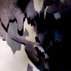 Jeu d'ombre avec des lamelles d'écorce - France  - collection de photos clin d'oeil, catégorie clindoeil